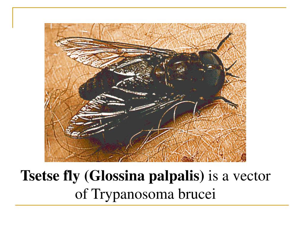 Цеце чем опасна. Муха ЦЕЦЕ Glossina Palpalis. Glossina Palpalis переносчик. Муха ЦЕЦЕ паразитология. Африканская Муха ЦЕЦЕ.