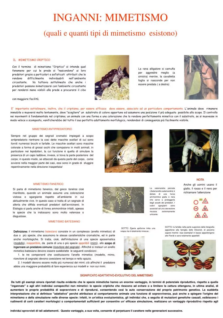 PPT IL MIMETISMO CRIPTICO PowerPoint Presentation, free download ID