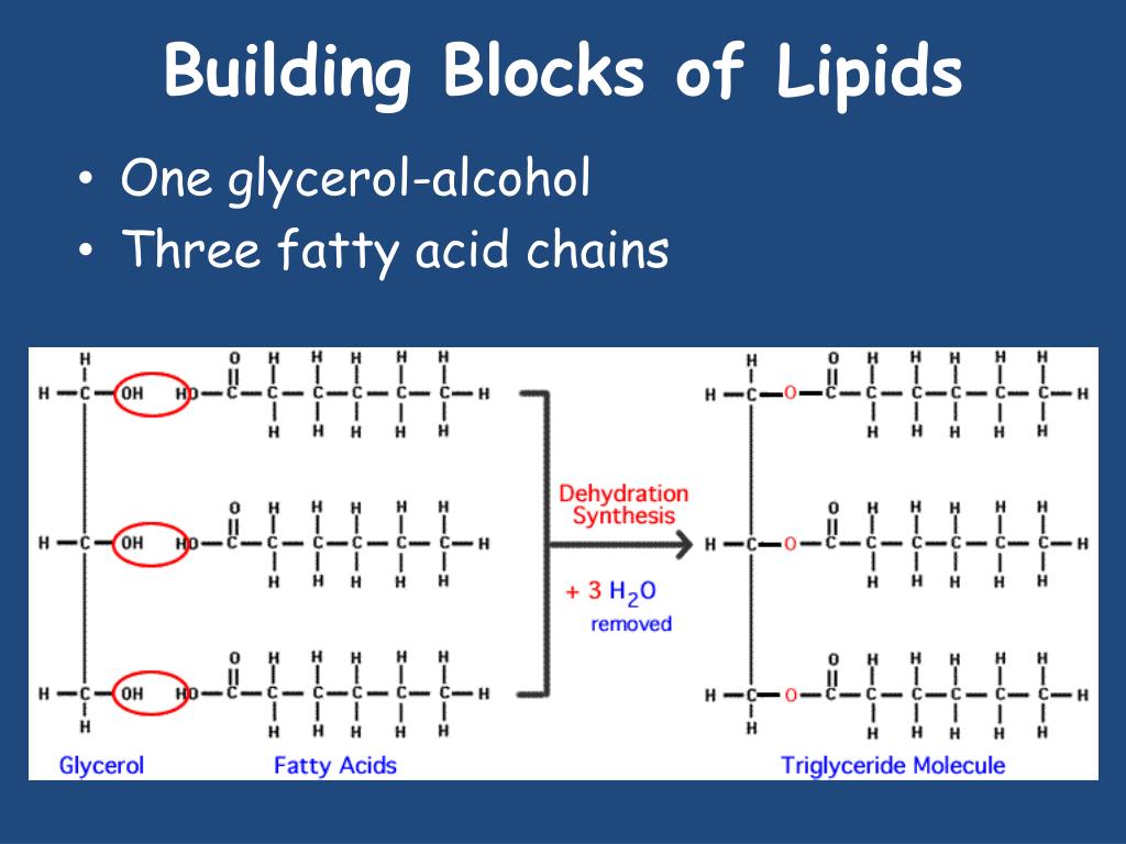 building blocks of proteins building blocks of proteins