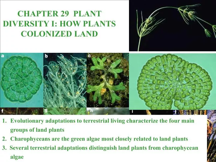 PPT CHAPTER 29 PLANT DIVERSITY I HOW PLANTS COLONIZED