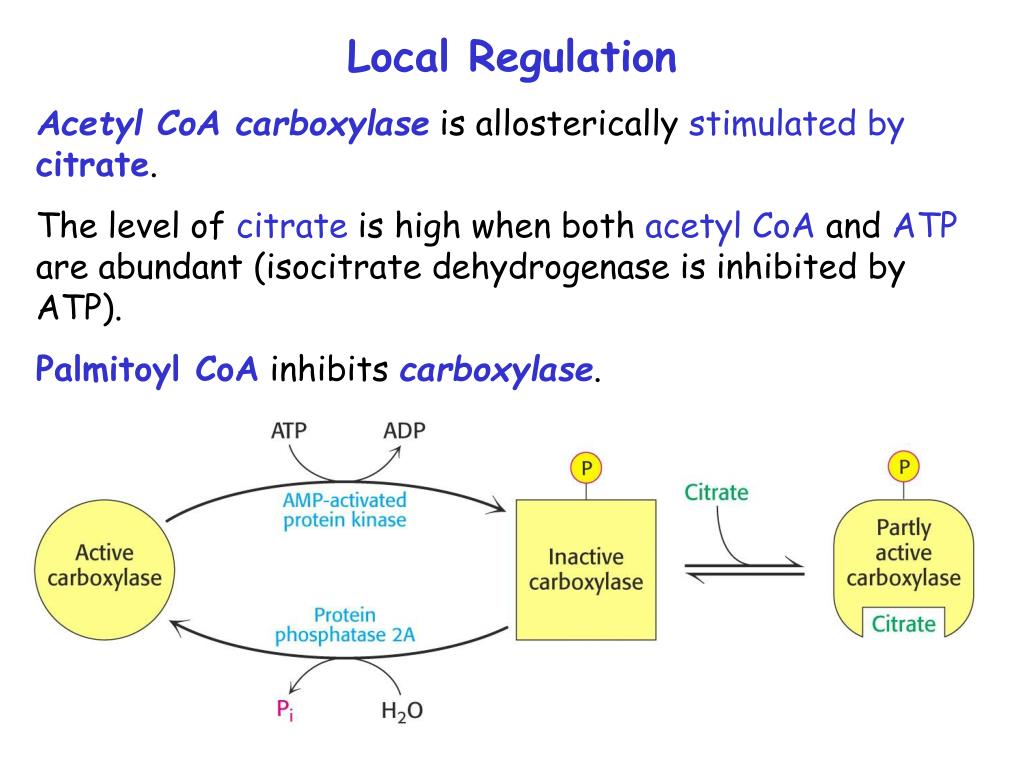 Reg local. Activation of acetyl-COA-carboxylase. Acetyl-COA carboxylase inhibition and activation. Inhibit the activity of ATP. Age features Regulation of metabolism..