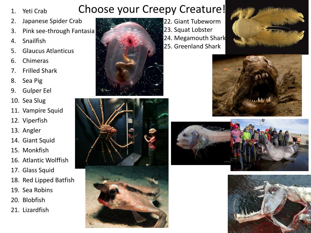 PPT Yeti Crab Japanese Spider Crab Pink seethrough Fantasia