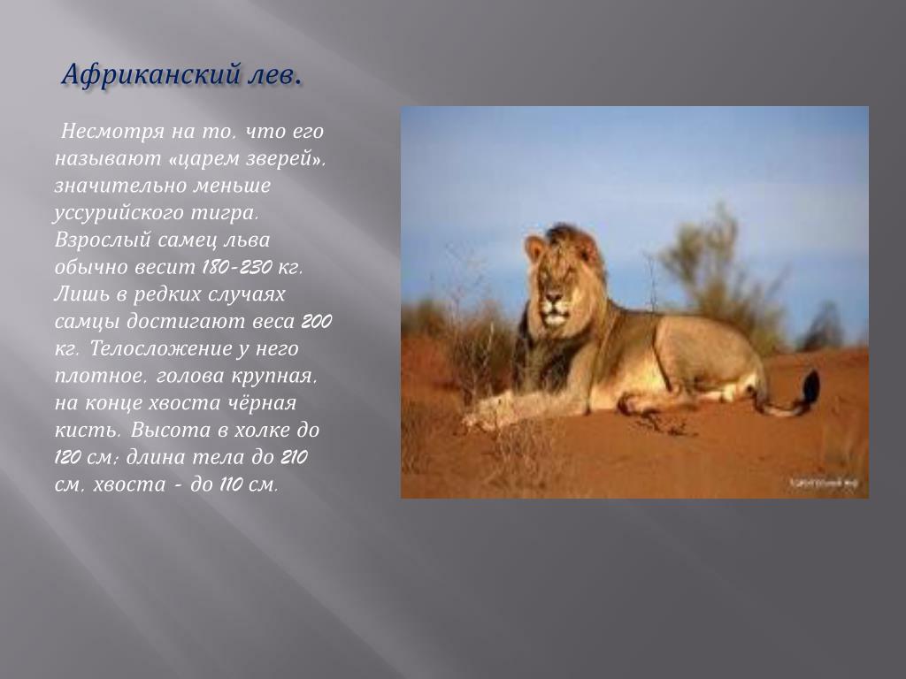 Информация про львов