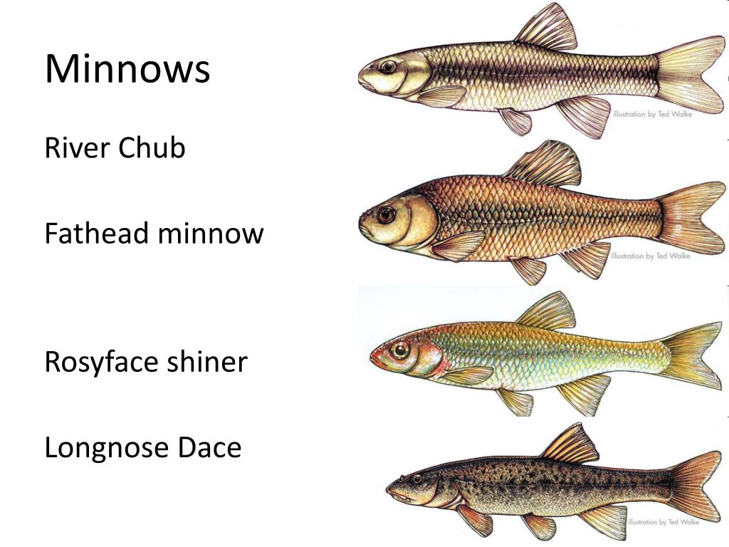 Year of the Fish: Minnows — Friends of LJSP