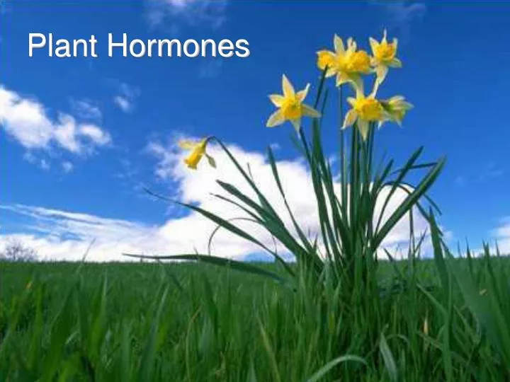 PPT Plant Hormones PowerPoint Presentation, free download ID6223870