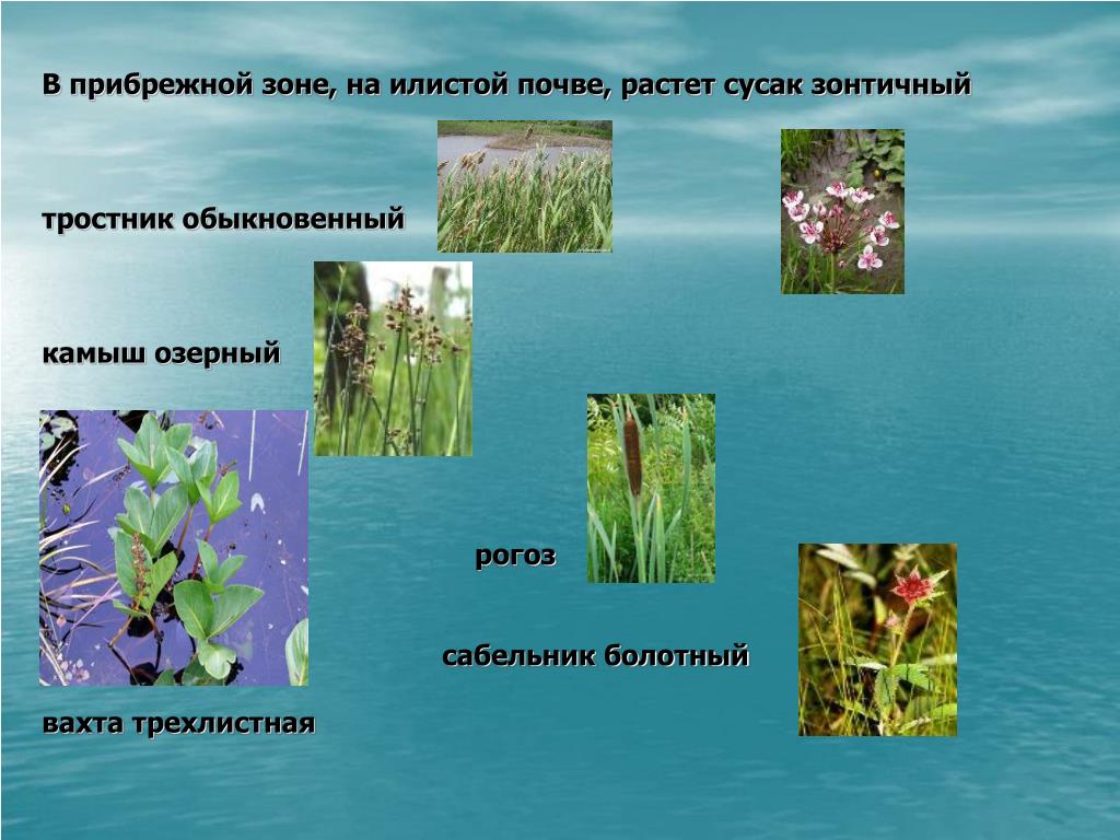 Растения водоемов примеры