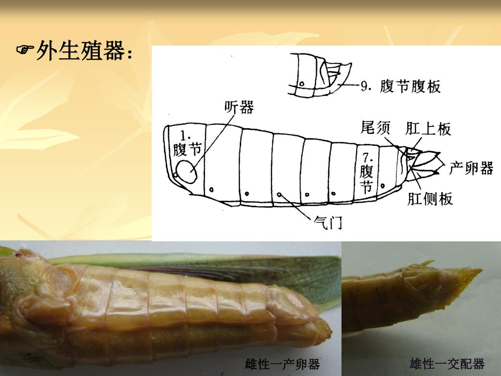 临床寄生虫实验报告手绘图（实验考试复习自用） - 哔哩哔哩