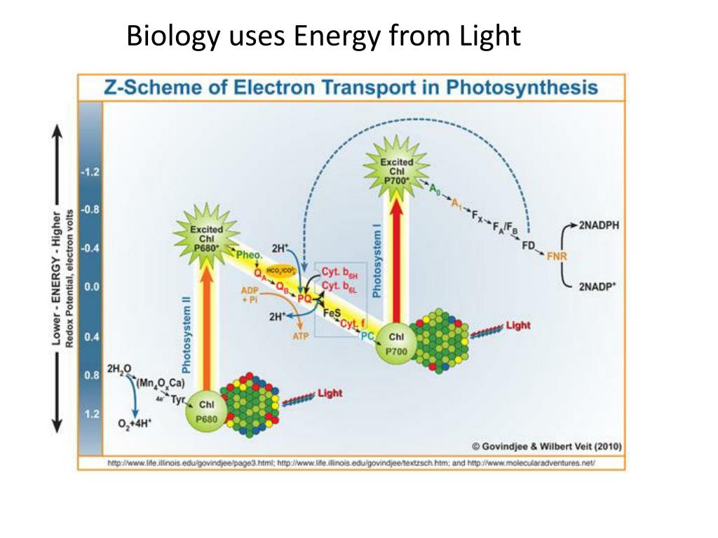 Фотосинтез том 1. Фотосистема 1 фотосинтез. Фотосистема II. Фотосистема 2 фотосинтез. Фотосинтез фотосистема 1 и фотосистема 2.