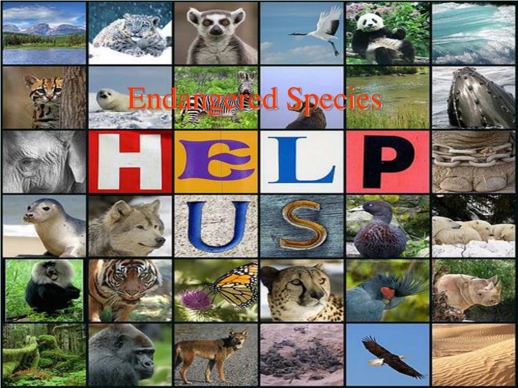 powerpoint presentation on endangered species