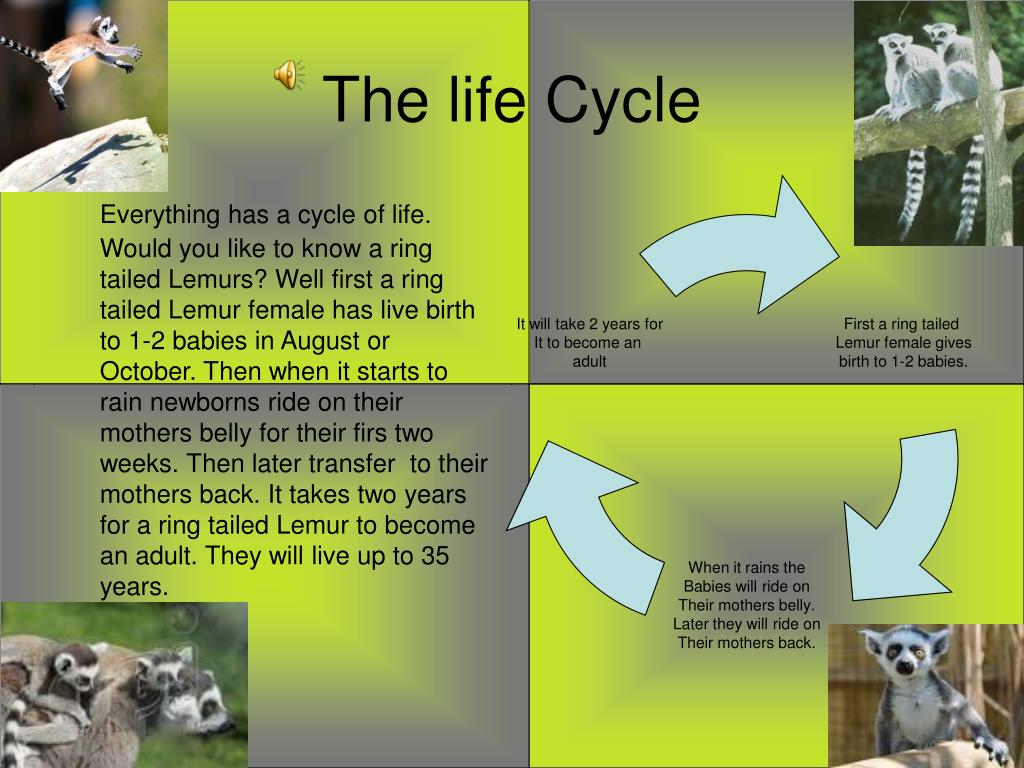 Ringtail Possum Life Cycle