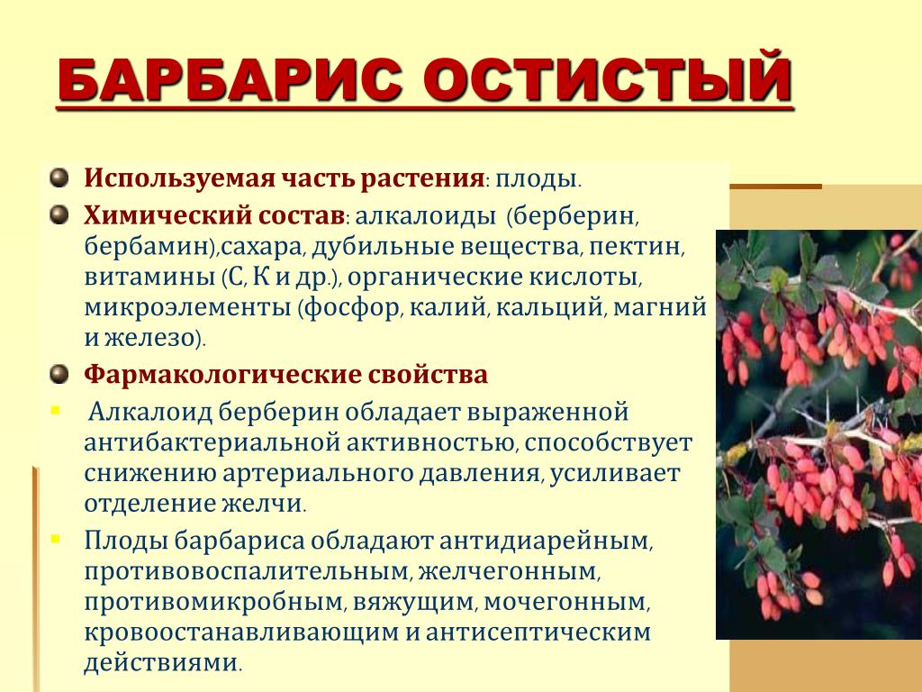 Барбарис состав. Алкалоид Барбарис. Барбарис используемые части. Барбарис состав витаминов и микроэлементов.