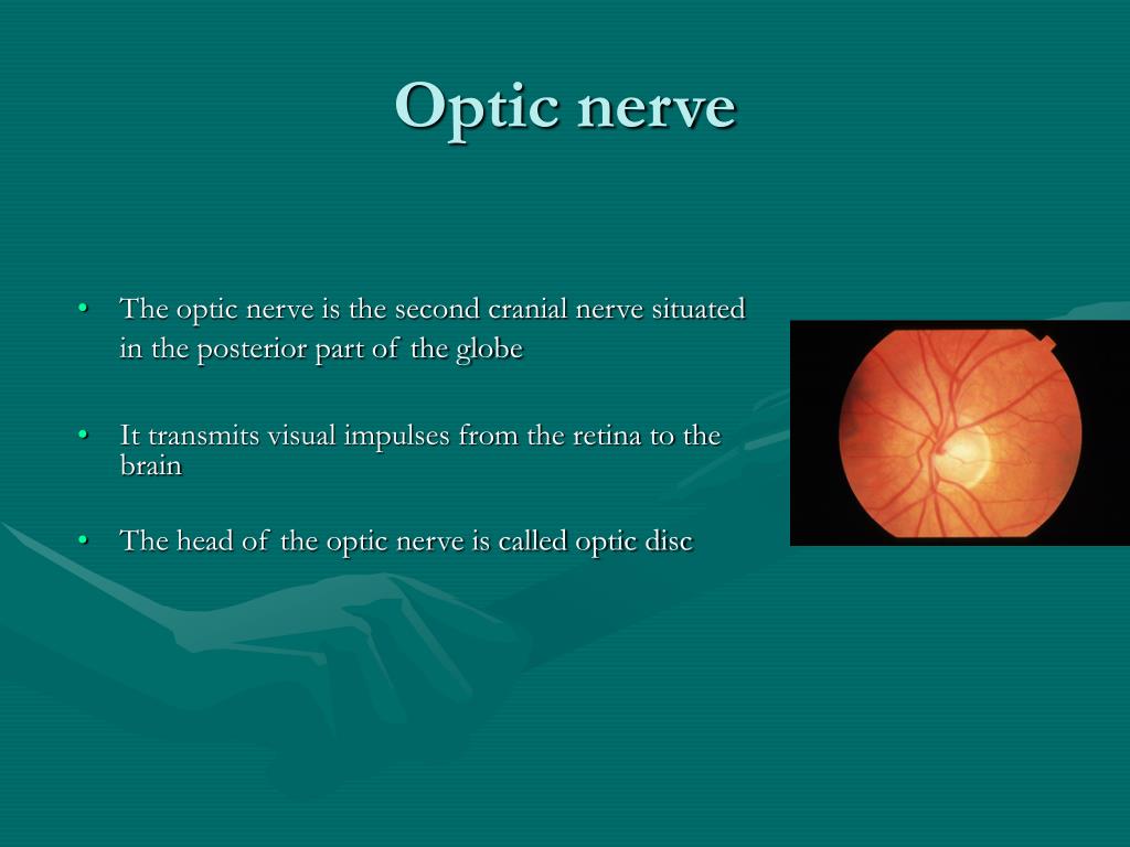 PPT - Optic nerve and visual pathway PowerPoint Presentation, free