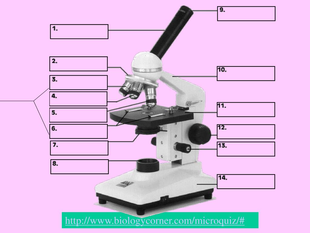 PPT THE MICROSCOPE PowerPoint Presentation, free