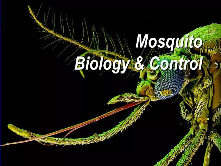 mosquito biology control n.