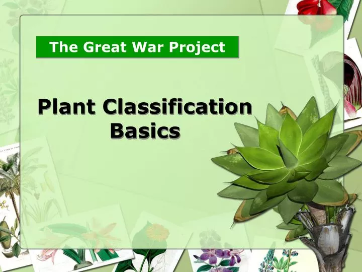 Ppt plant classification basics powerpoint presentation free