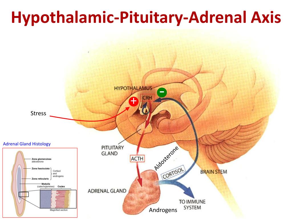 benefits of adrenal cortex benefits of adrenal cortex