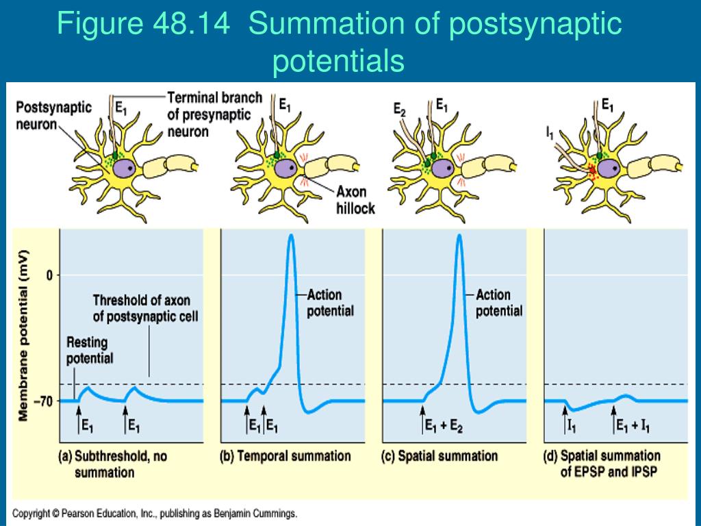 PPT Neurons, Synapses, and Signaling PowerPoint Presentation, free