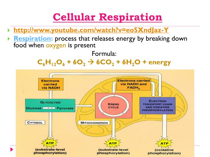 PPT - Energy Transformations : Photosynthesis Cellular Respiration ...