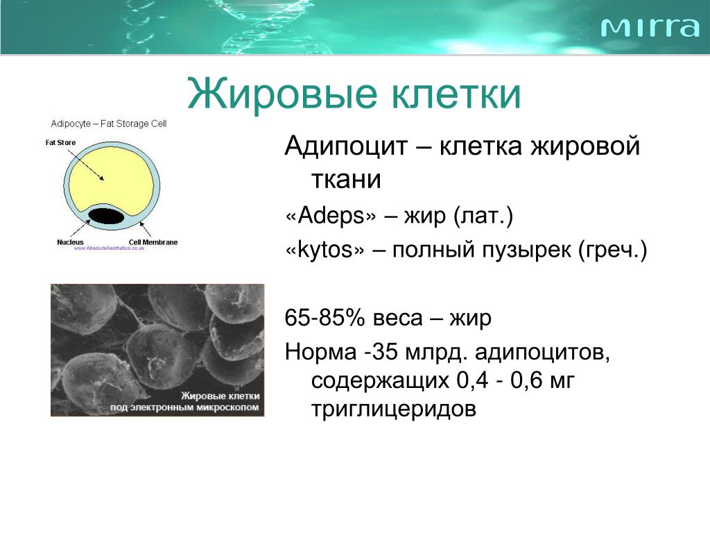 Жировые клетки. Адипоцит бурой жировой ткани. Жировая клетка строение и функции. Строение жировой клетки человека. Жировые клетки адипоциты.