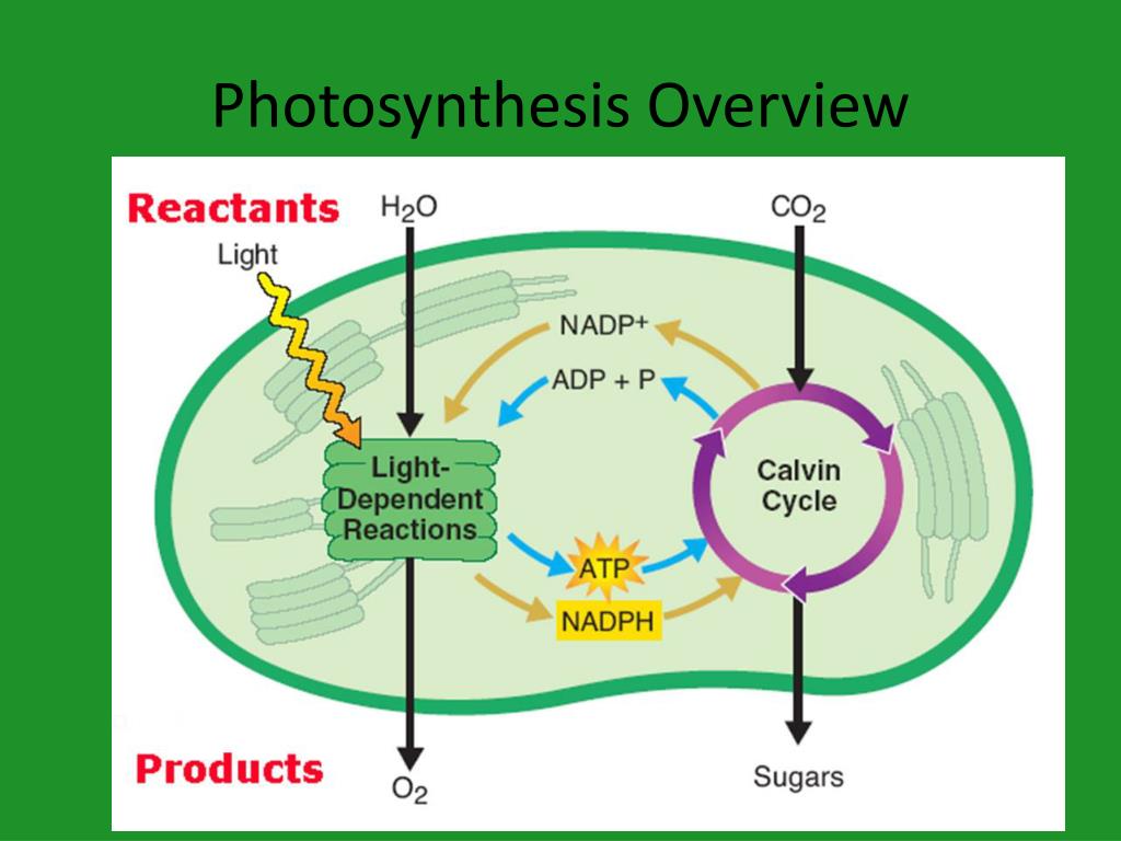 Фотосинтез том 1. Фотосинтез. НАДФ В фотосинтезе. Фотосинтез на английском. Искусственный фотосинтез Artificial Photosynthesis.