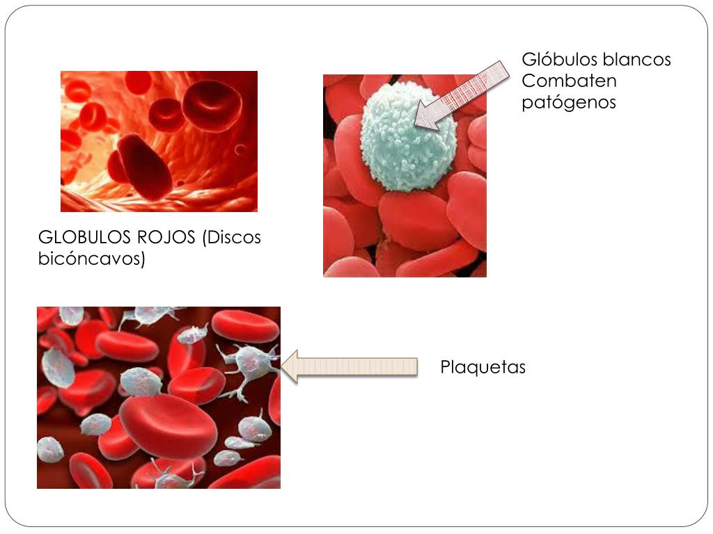 Cómo subir las plaquetas en la sangre