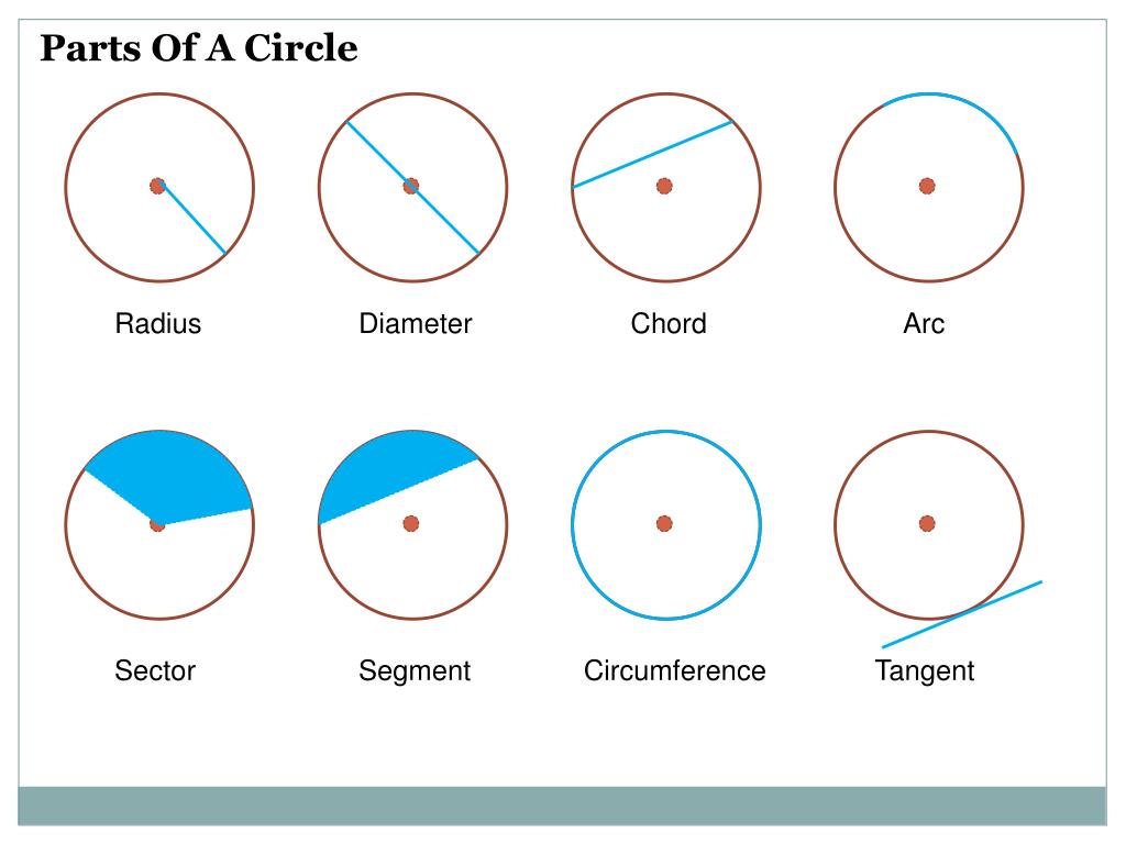 Circle radius. Окружность элементы окружности. Сегмент окружности. Сектор окружности. Сектор и сегмент окружности.