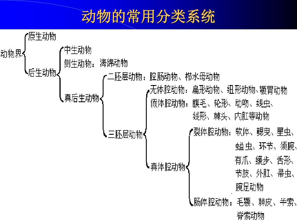 Ppt 脊椎动物学 54 学时 Powerpoint Presentation Free Download Id