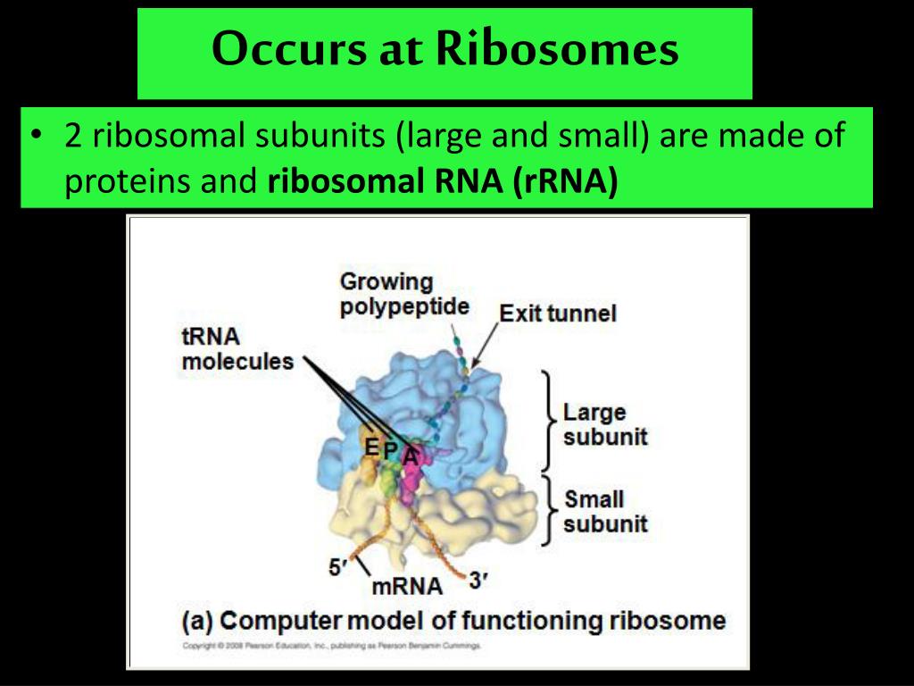 PPT - Central Dogma PowerPoint Presentation, free download - ID:6242881