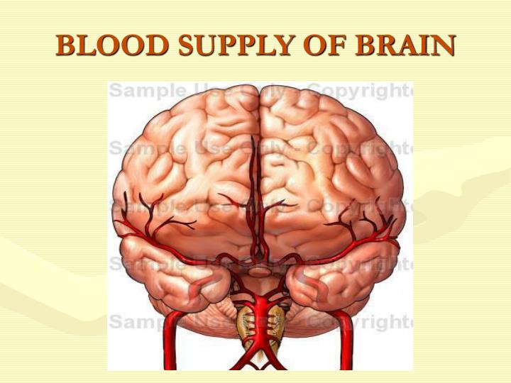 PPT - BLOOD SUPPLY OF BRAIN PowerPoint Presentation - ID:6246371