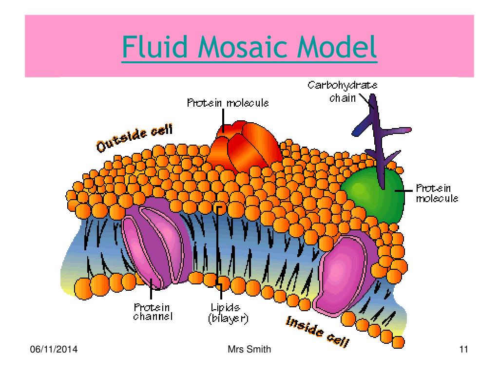 The Fluid Mosaic Membrane Model Of A Cell With Intrinsic Membrane | My ...
