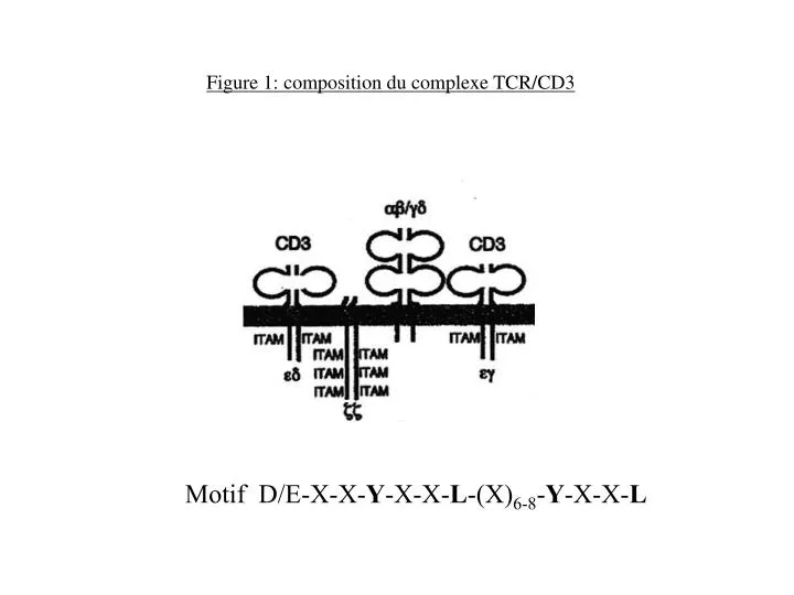 PPT - Figure 1: composition du complexe TCR/CD3 PowerPoint Presentation ...