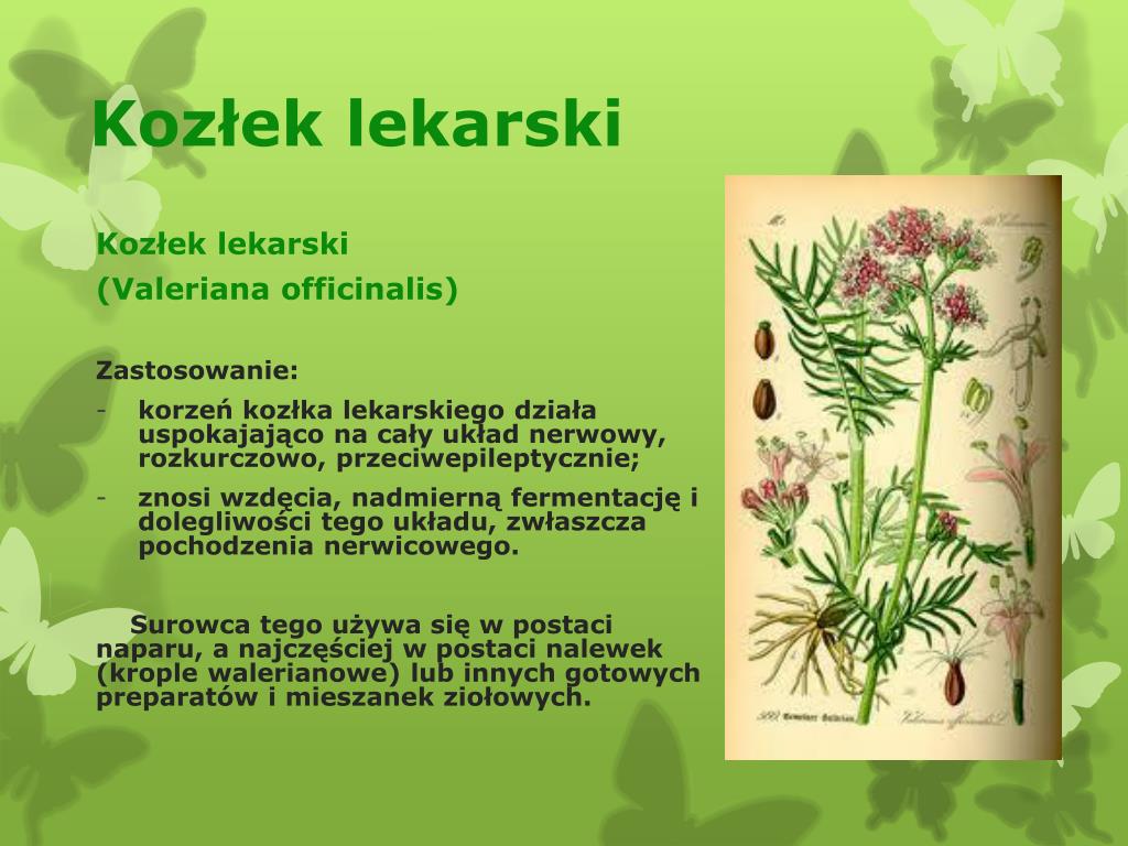 PPT - Rośliny lecznicze i ich zastosowanie PowerPoint Presentation
