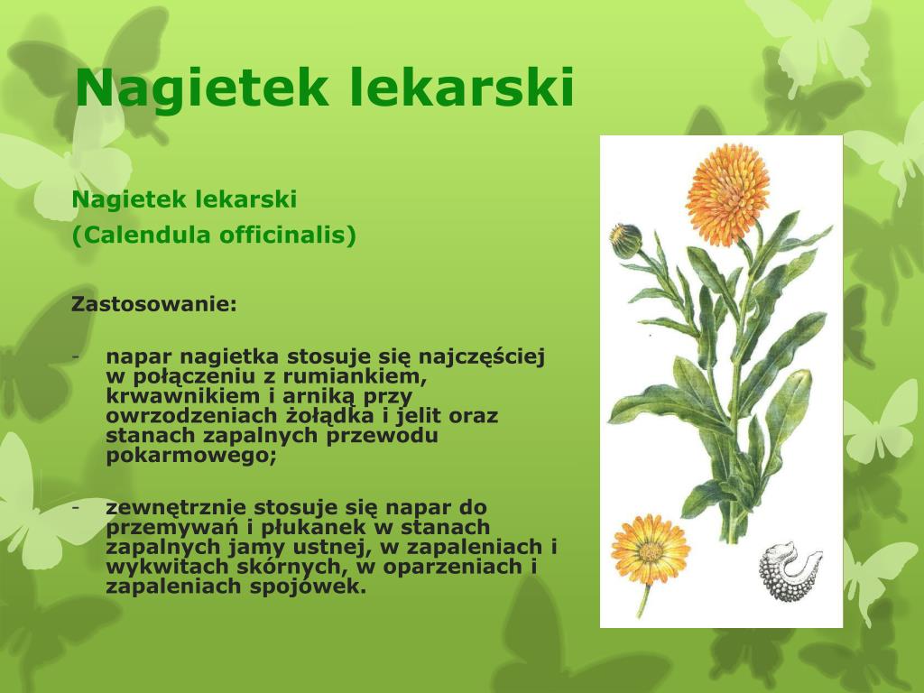 PPT - Rośliny lecznicze i ich zastosowanie PowerPoint Presentation