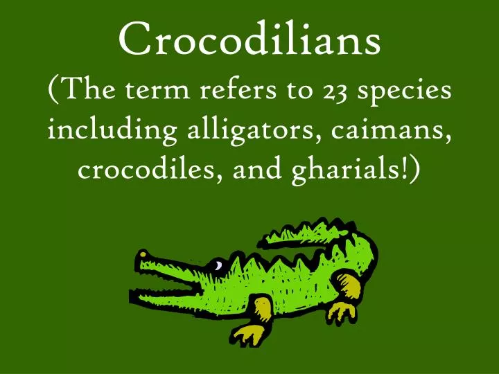 crocodilians the term refers to 23 species including alligators caimans crocodiles and gharials n.
