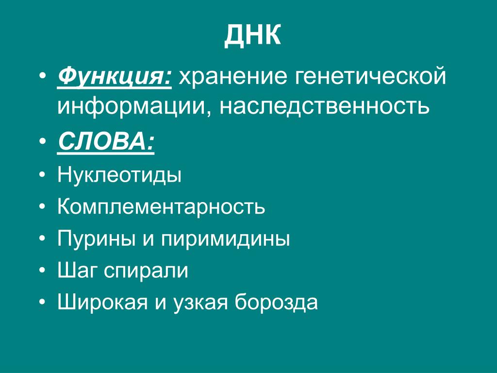 Хранит наследственную информацию. Функции ДНК хранение генетической. Оператор ДНК функции.