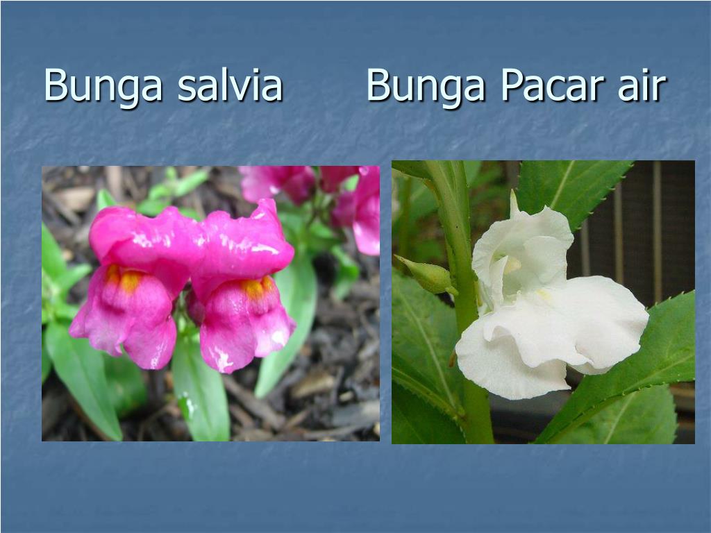 10 Gambar  Bunga Tasbih Dan  Bagian Bagiannya  Galeri Bunga HD