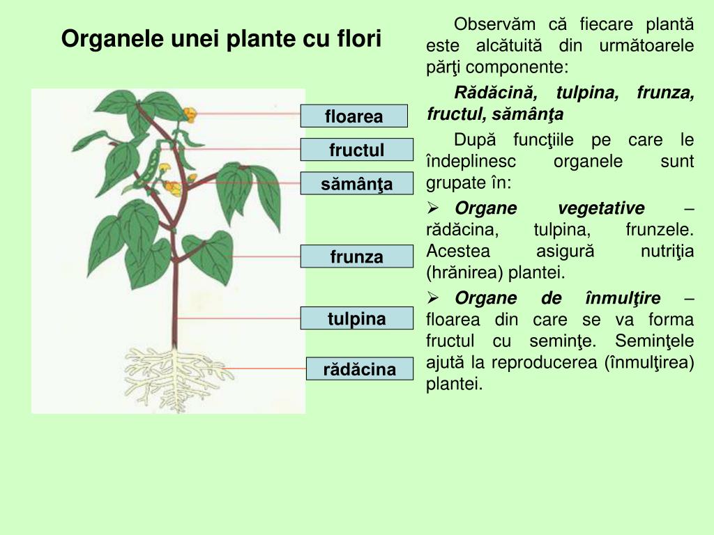 PPT - Alcătuirea generală a unei plante cu flori PowerPoint Presentation -  ID:6255230