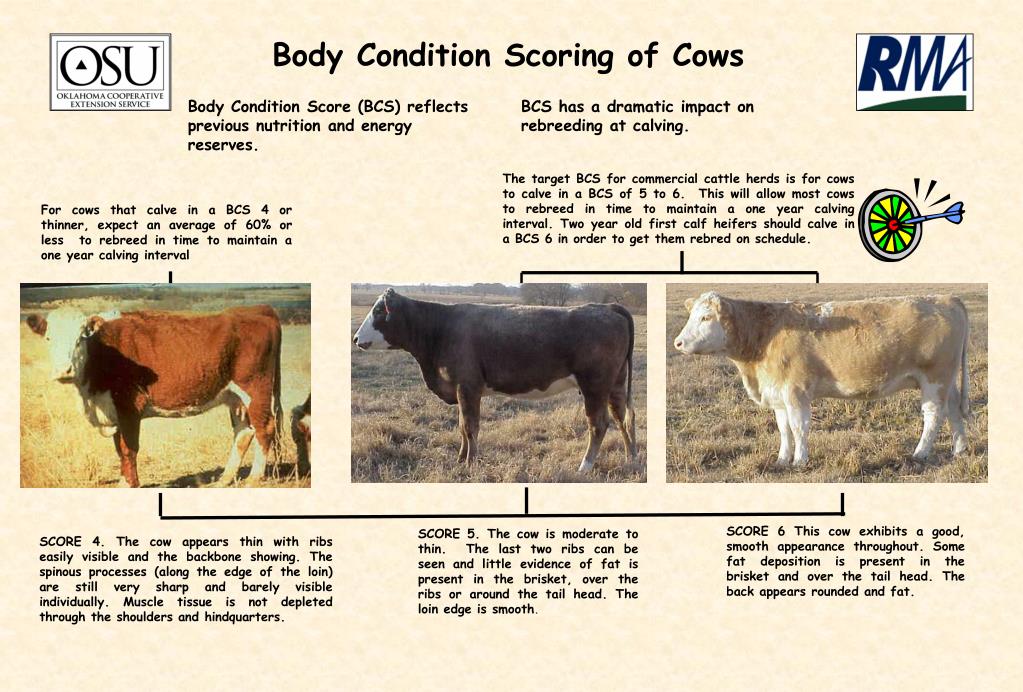PPT Body Condition Scoring of Cows PowerPoint Presentation, free