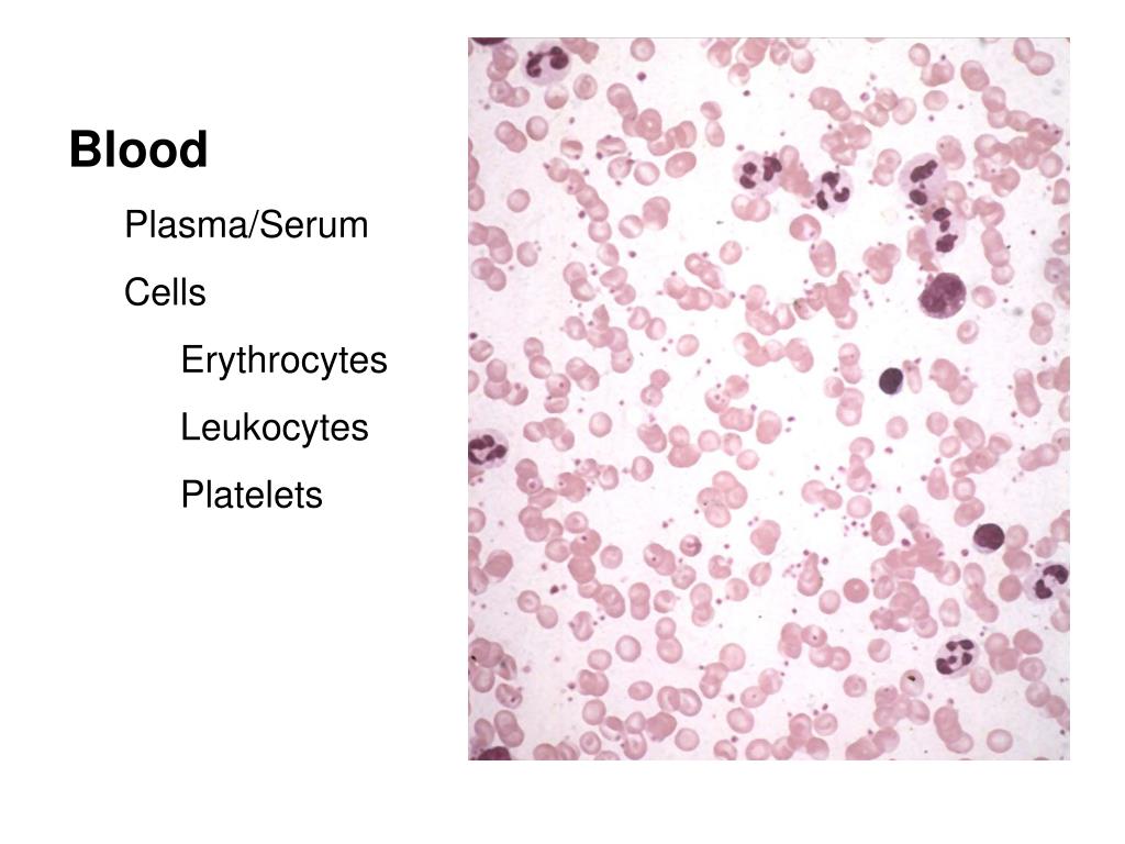 Platelets Slide