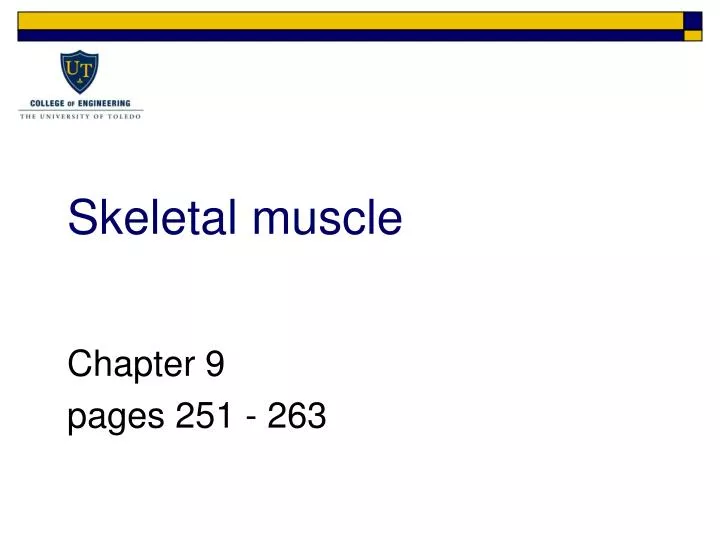 skeletal muscle n.