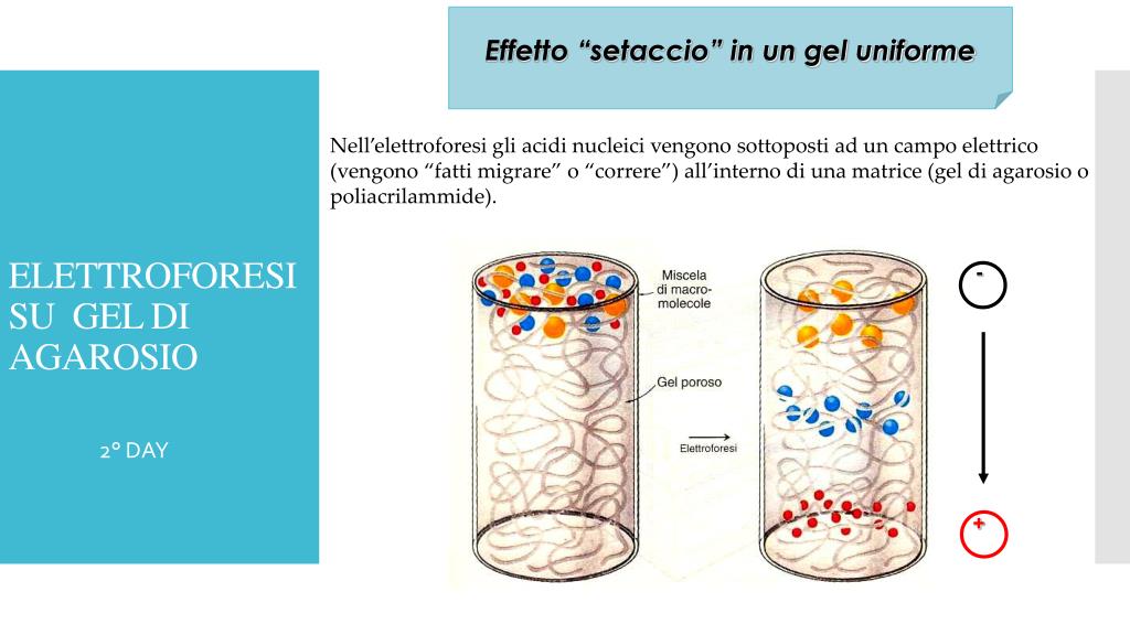 Mini Serbatoio Per Gel Elettroforesi Invitrogen. Usato In Buone Condizioni Per Laboratorio.