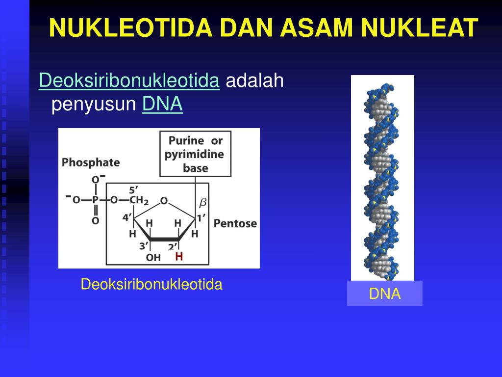 Вставка нуклеотида. Длина 1 нуклеотида. Замена нуклеотида вид мутации.