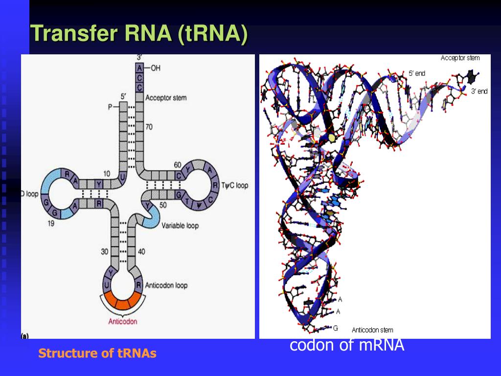 Строение ТРНК схема. Пространственная структура ТРНК. Вторичная структура ТРНК. ТРНК это в биологии.