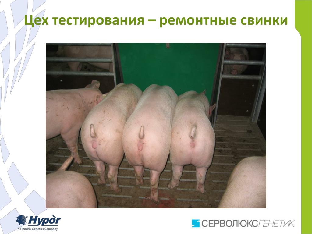 Купить Свиней Живым Весом Ростов