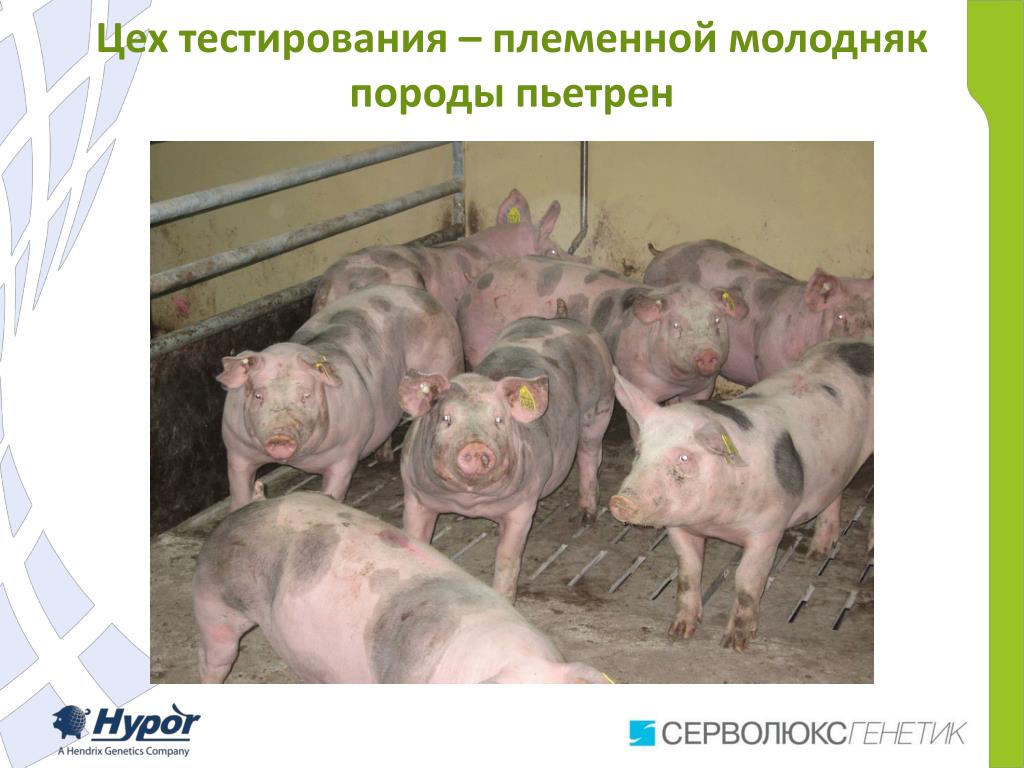 Купить Хряка В Ставропольском Крае