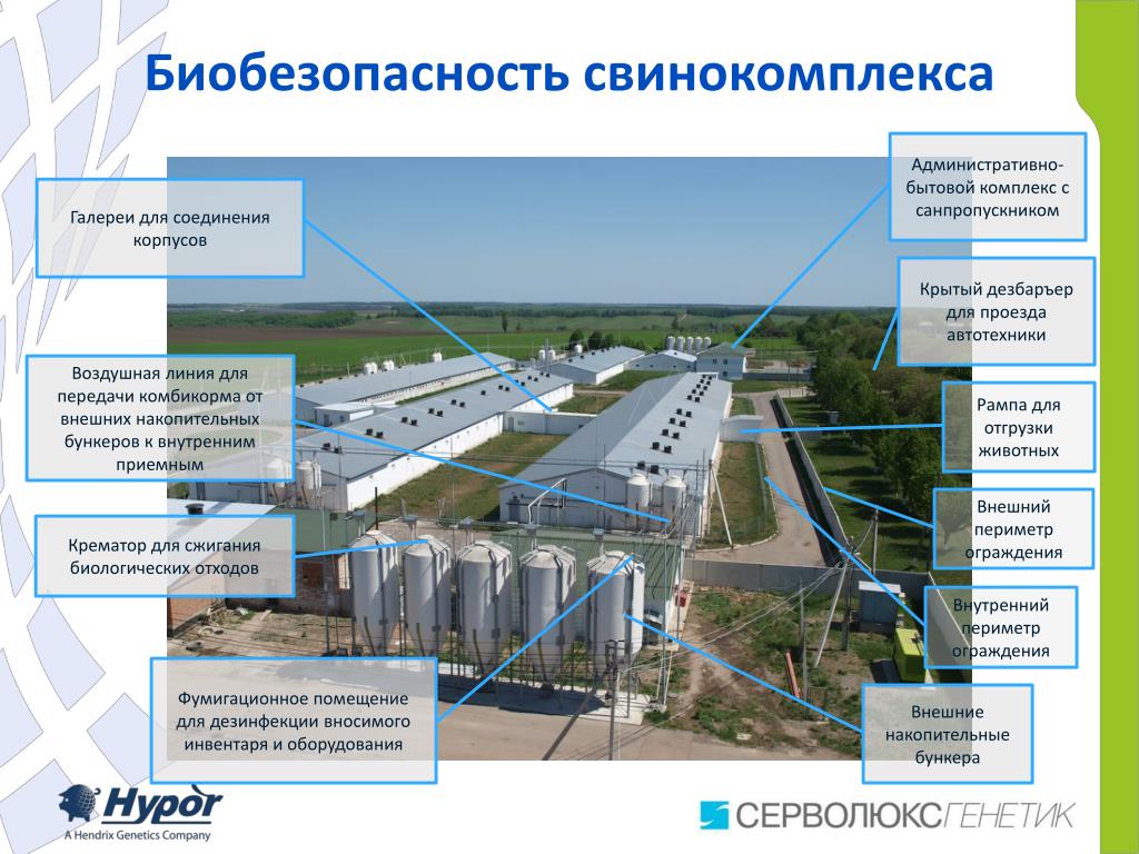 Генеральный план свиноводческого комплекса