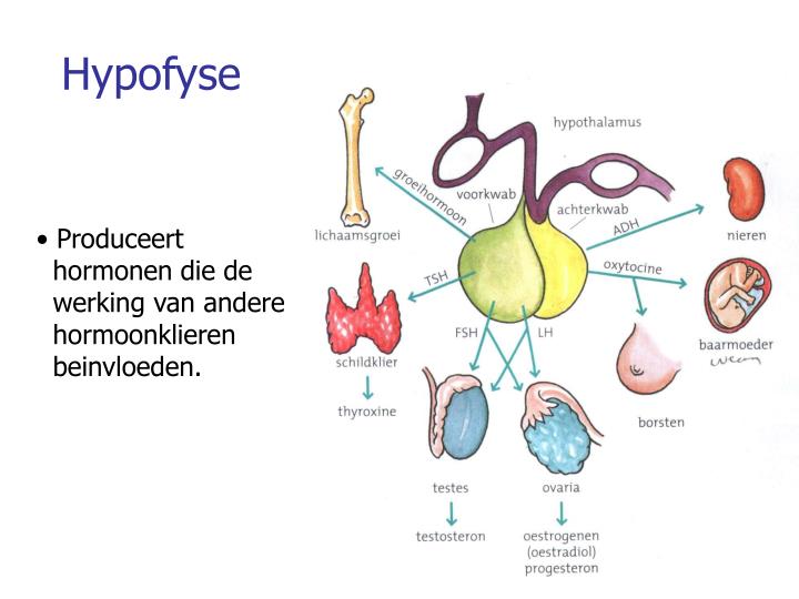 PPT - Basisstof 8 PowerPoint Presentation - ID:6263036