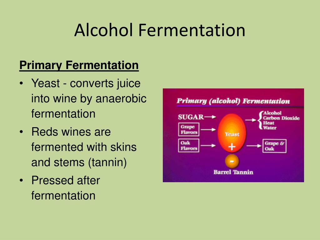 PPT - Alcohol Fermentation L