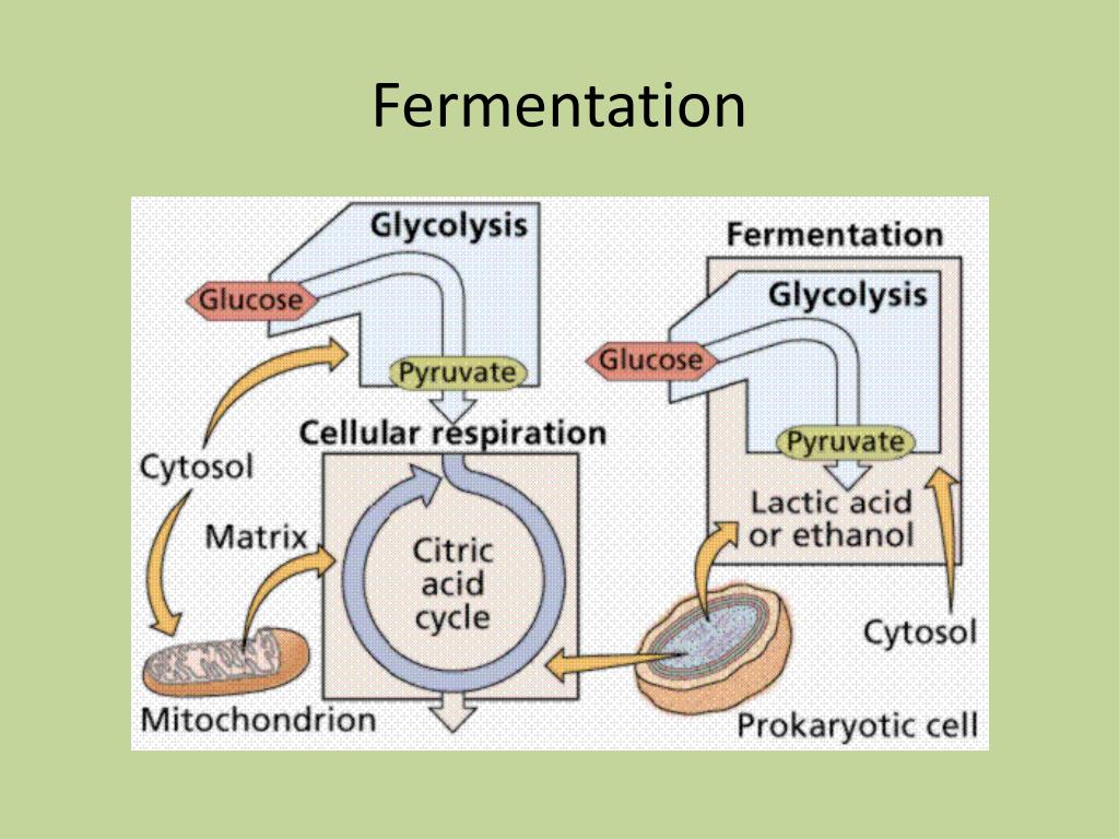 PPT - Fermentation1 L