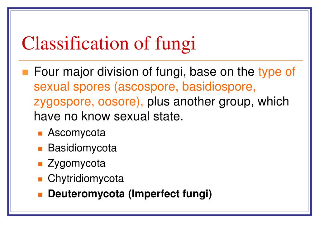 PPT - Taxonomy, biology and physiology of fungi PowerPoint Presentation ...